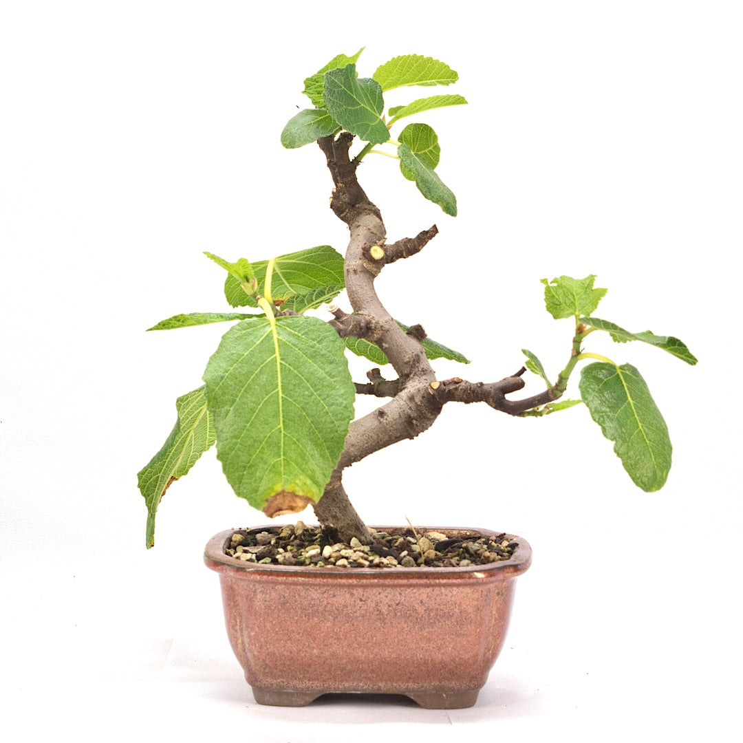 Essfeige 'Ficus carica'